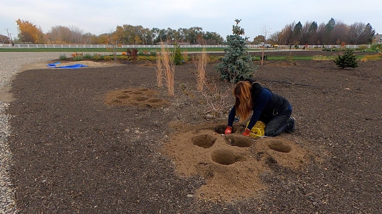 Planting a Bunch of Beautiful Daffodils!