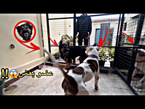 أول مواجهة بين بويكا وسلطان وخفاش كلبي الجديد🐶| كأنو هيموتو بعض😱