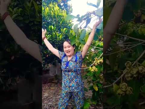 Con gà khổng lồ #rochannel #haihuocvuinhon #haihuoc