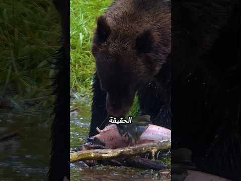 لماذا يأكل الدب جلد السلمون ويرمي البقية؟ 🐻🐟
