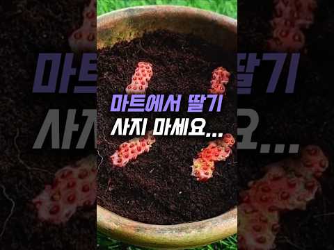 딸기 농사 짓는 이모가 알려 준 비밀...