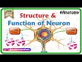 Neurons and Their Components