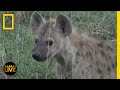 Wildlife Observation and Animal Behavior