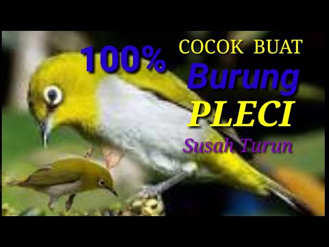 Suara pikat burung pleci ribut !!! Ampuh buat burung yang susah turun !