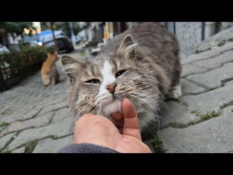 Wow Cute Hray Cat has Incredibly Beautiful Fur.