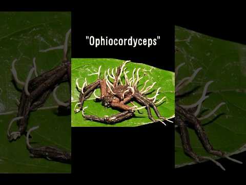 The REAL Zombie Dinosaur Fungus! ๐จ