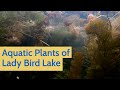 Aquatic Plants of Ladybird Lake