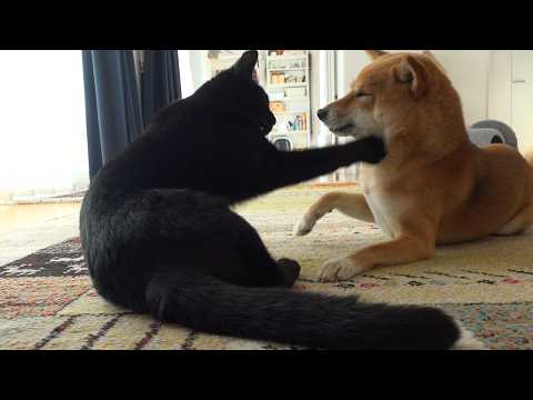 柴犬と猫の距離が空いた結果‥こうなりました。。