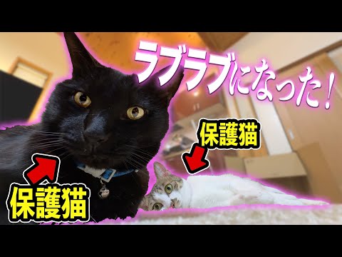 保護猫の2人が、ラブラブになりました🩷