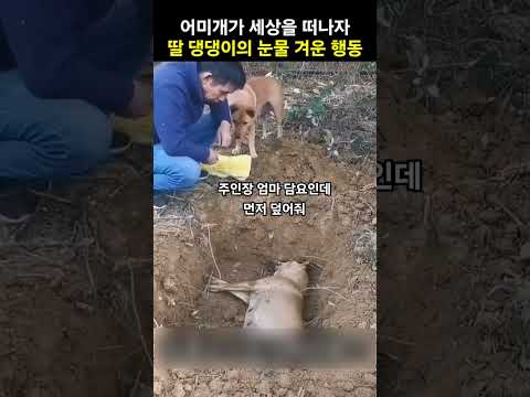 어미개가 무지개 다리를 건너자 딸 댕댕이가 보인 눈물 겨운 행동