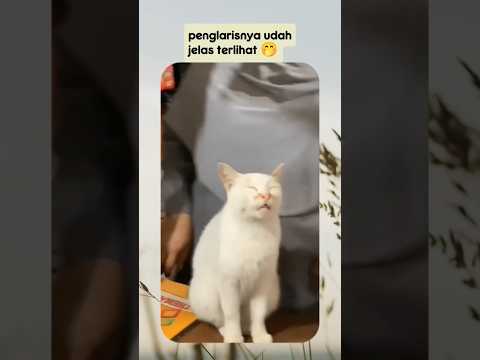 penglaris jenis apa ini gaes 🗿 #cat #catlover #lucu #kucing #cute #imut #shorts #viral #sleepy #cats