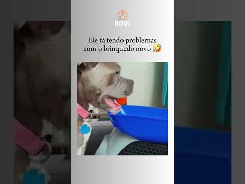 #cães #pets #comedia #humor #engraçado #memes #dogs #viral #shorts #fyp