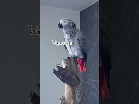 จัสตินเด็กเลี้ยงแกะ #จัสตินนกพูดได้ #โบ๊ะบ๊ะshorts #birds #แม่นุ่นแม่จัสตินไทเกอร์