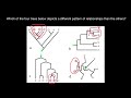 Analyzing Phylogenetic Trees Concepts