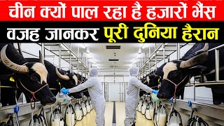 चीन कर रहा है भारत की भैंसो से करोड़ो की कमाई | Exploring the Mysterious Buffalo Farming In Chin