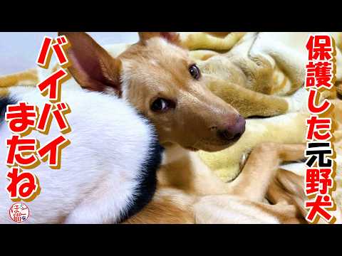 【野犬　保護犬】さようなら、またね♪＋おまけコーナー