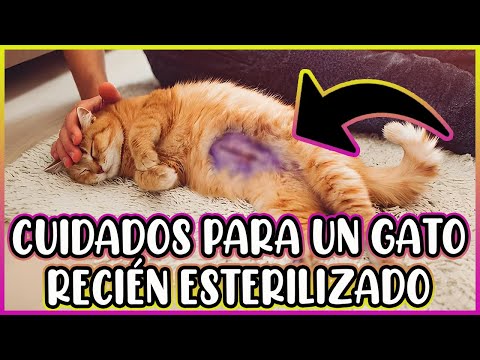 CÓMO CUIDAR UN GATO RECIÉN ESTERILIZADO 🐱 - SiamCatChannel