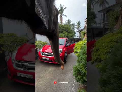 വണ്ടി എടുത്ത് മാറ്റടാ..... ?? I Kaveri Elephant Malappuram ??#aana #comedy