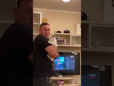 When Cats Start Fights They Can't Finish 😼🐶 | FluffyDen Shorts