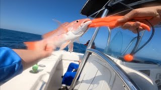 A Quick Family Snapper Trip