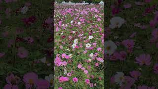 Yomitan Cosmos Flower Field 読谷コスモス畑 요미탄 코스모스 today (03/05/2026) #okinawa #japan