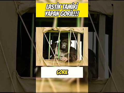 LASTİK TAMİRİ YAPAN GORİL! 🛞🛠️🦍