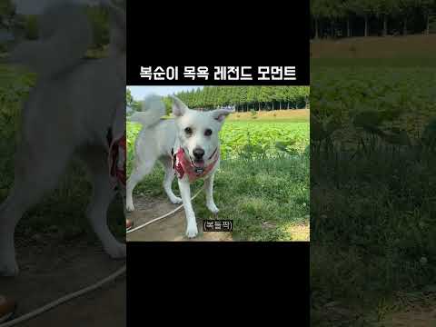 복순이 목욕 레전드 모먼트