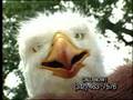 Eagle Man Insurance Offer Analysis