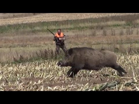 Çelik Yelekli Azılı  / Steel Vest Wild Boar