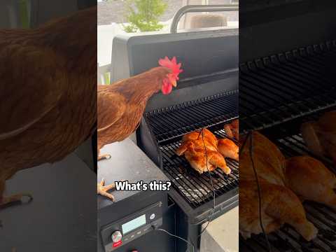 Chicken 🐓 #chicken #chickens #chickenlovers #funny #shorts
