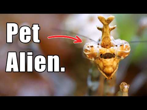 100 Day Praying Mantis Evolution