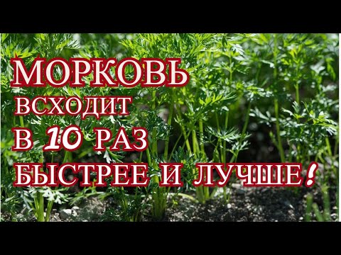 В 10 раз быстрее и лучше всходят семена МОРКОВИ, если Вы знаете этот фокус.