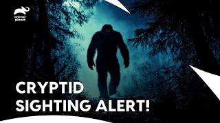 Tracking the Elusive Australian Yowie in Forests | Finding Bigfoot S2 E22 | Animal Planet