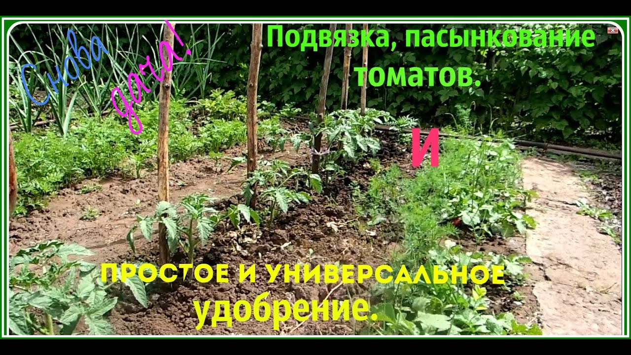 Подвязка и пасынкование томатов. Как подкармливать томаты и другие культуры
