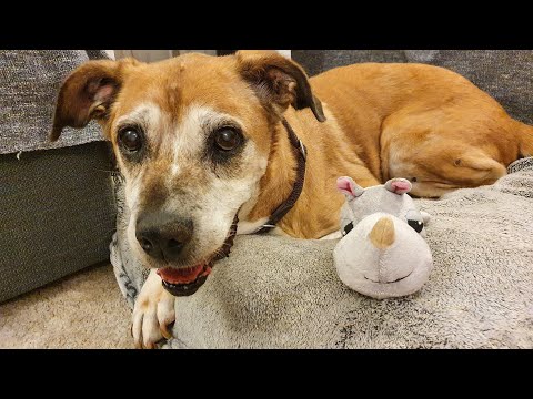The Dog That Never Got Adopted. A Tribute to Doris