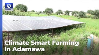 Climate Change: Adamawa Farmers Adopts Smart Techniques To Improve Agriculture Produces