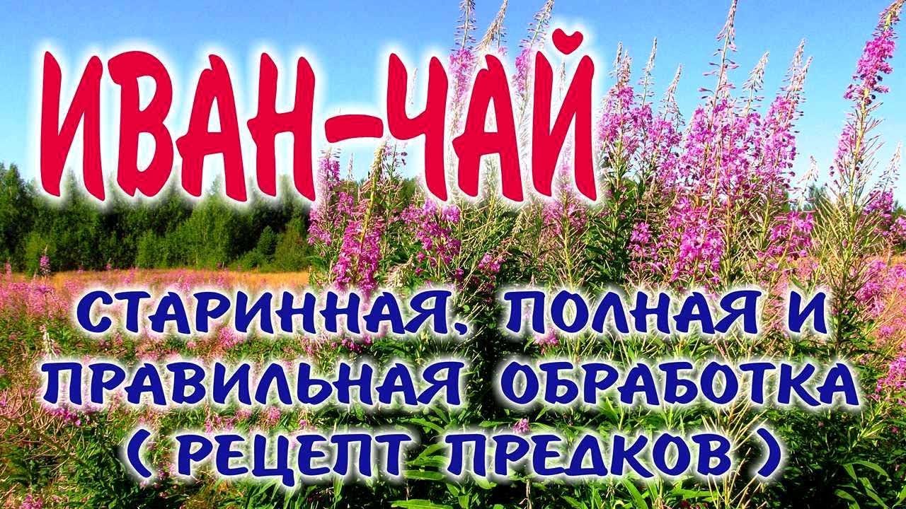 Иван-чай - Заготовка, приготовление, ферментация и жарка