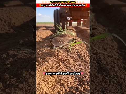 पक्षी मां ने अपने बच्चे के हिम्मत नहीं हारी 🙏🏻😭 #animal #animals #animallover #animalrescue