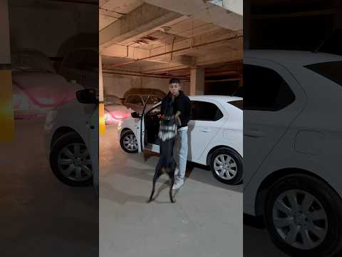 Pomerian’a bakamıyorlar ben Doberman bakıyorum 😅 #doberman