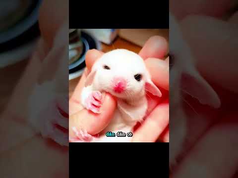 sóc bay Úc - thú cưng đặc biệt #shorts  #animals #dongvat