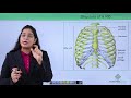 Understanding Ribs and Sternum