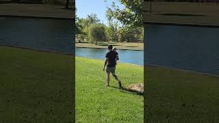 Fox on the Run