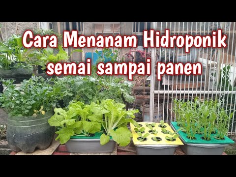 Menanam Sayuran Di Rumah Lahan Sempit Dengan Sistem Hidroponik Sederhana