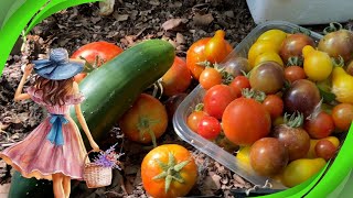 Paseo por mi  HUERTA TERRAZA 🦋🌺🪴🥬🫑🫒 Maceteros Autorriego