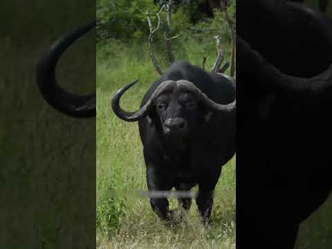 शेर की शर्मनाक हार 😱 | #shorts #viralvideo #animalrescue