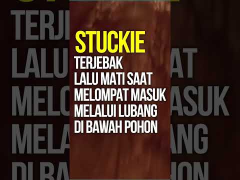 Nasib Malang Anjing ini Terjebak Dalam Pohon Selama 20 Tahun #shorts #hewan #anjing