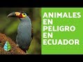 Animales en Peligro de Extinción en Ecuador
