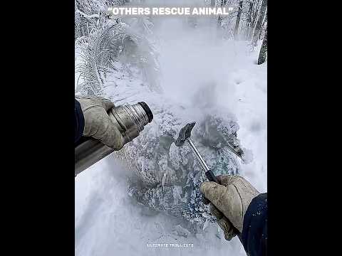 Others Rescue Animal Vs This One ๐
