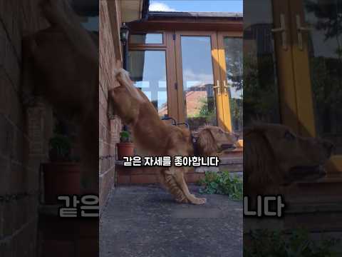 환생이라도 한 듯 이미 별이 된 아이를 따라하는 강아지