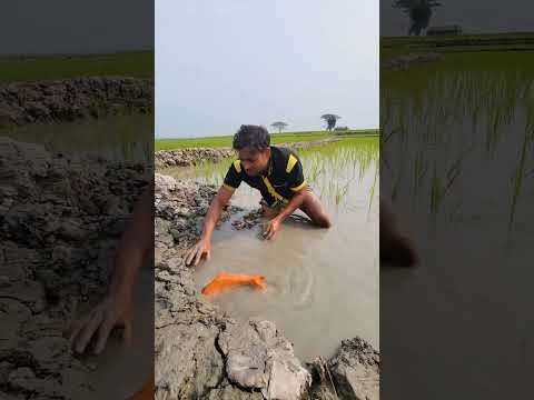 কত #বড় #মাছ